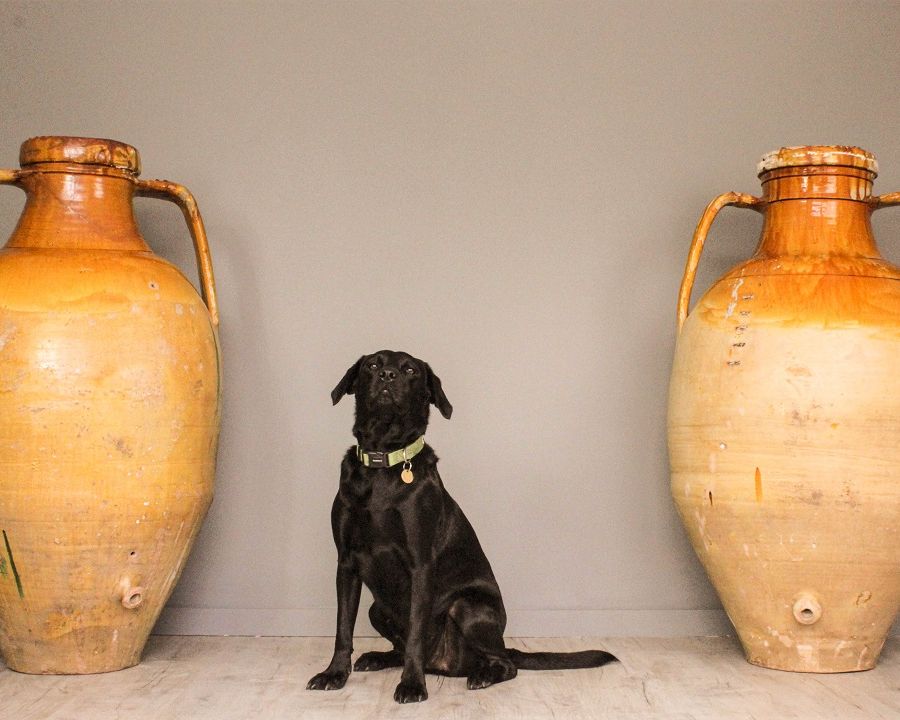 pair of huge antique Mediterranean olive jars