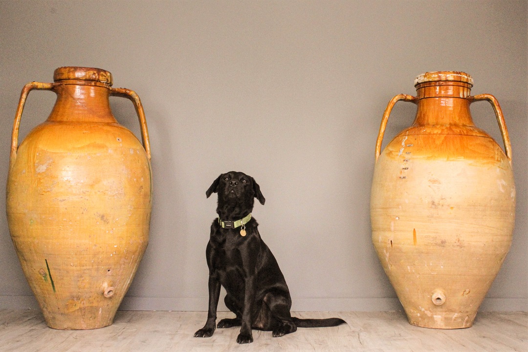 pair of huge antique Mediterranean olive jars