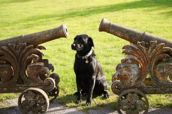 Antique, Imposing Pair of Cast Iron Garden Cannons