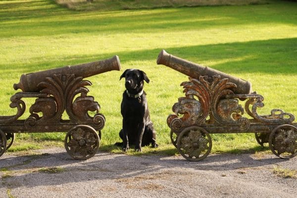 Antique, Imposing Pair of Cast Iron Garden Cannons