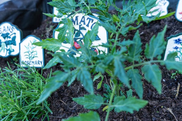 vegetable and herb signs