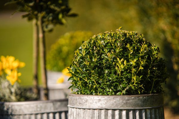 Set of 5 Vintage Galvanized Planters - Image 8