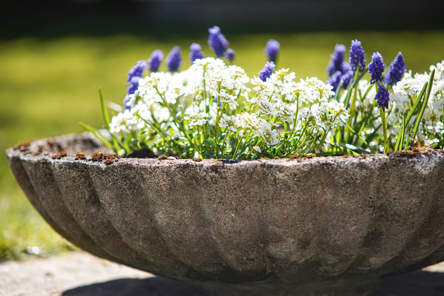 Large Reconstituted Stone Garden Planter DGA by Tina Bird