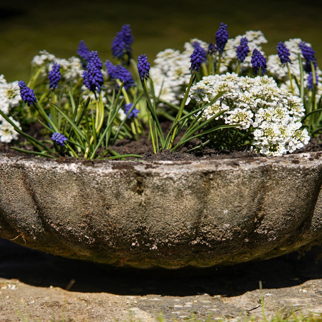 a cast stone antique garden planter