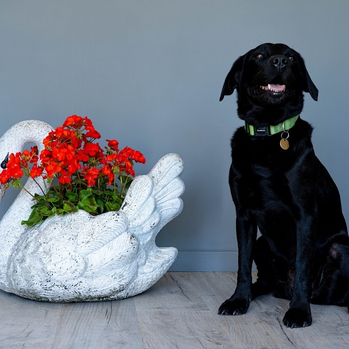 vintage garden swan planter