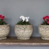 garden plant pots georgian style