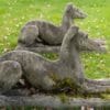 antique garden whippet dogs statues