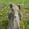 cast stone hounds for the garden