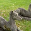 garden antique hound statues