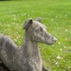 pair of antique garden statue dogs