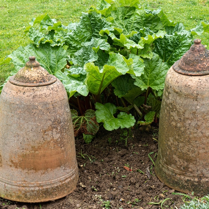 a pair of antique rhubarb forcers