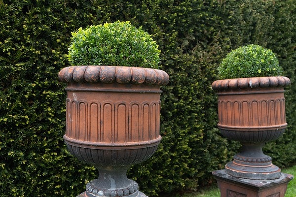 a deep coloured terracotta pair of antique garden urns