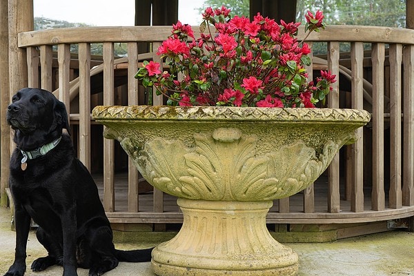 a large scale garden vintage planter