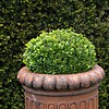 a pair of antique garden urns for sale