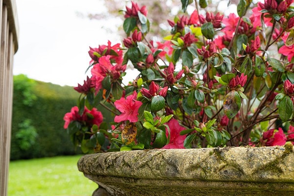 decorative garden antique planter