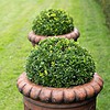 Pair of antique Terracotta Urns on Plinths - Image 15