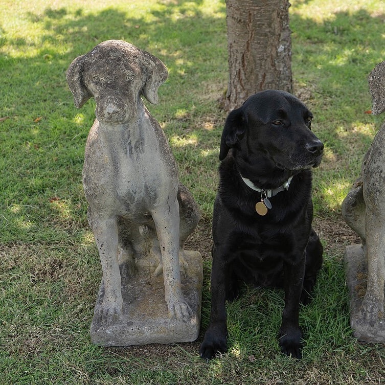 a pair of antique garden dog statues for sale