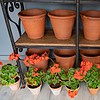 antique Bulwell terracotta garden pots for sale