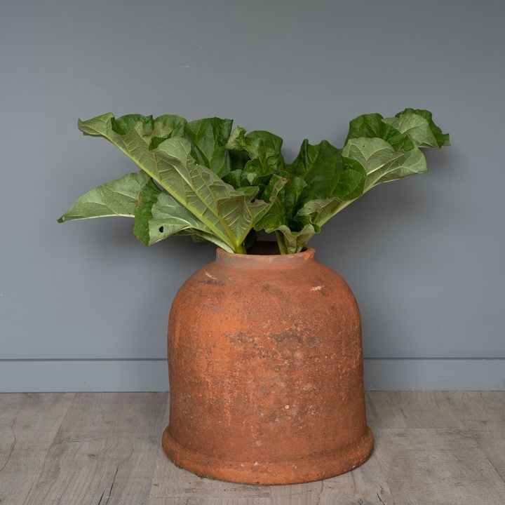 Sankey Bulwell antique Rhubarb forcer