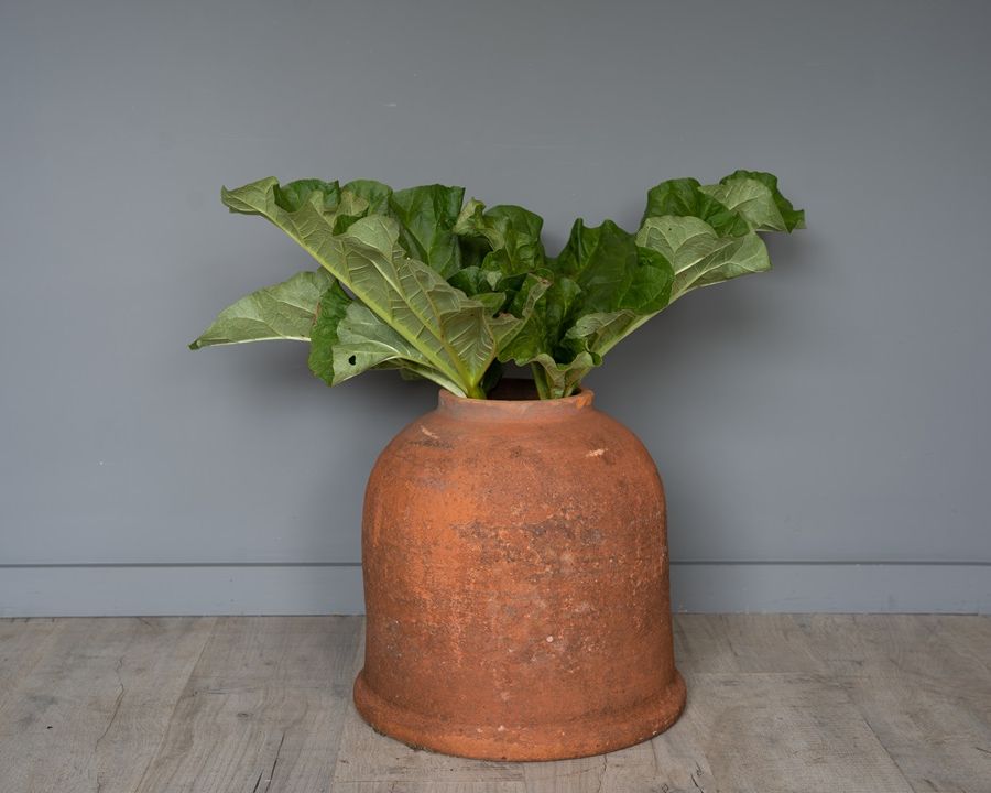 Sankey Bulwell antique Rhubarb forcer