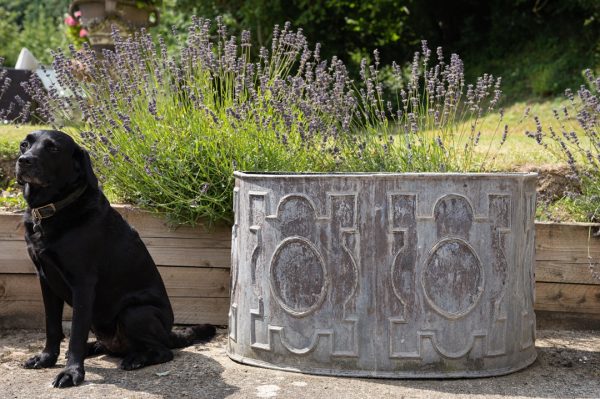 antique lead garden cistern