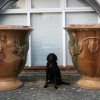 antique pair of large scale garden antique planters for sale