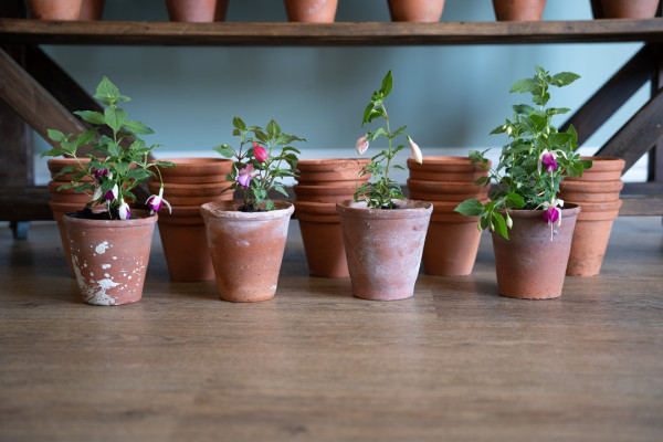 antique plant pots