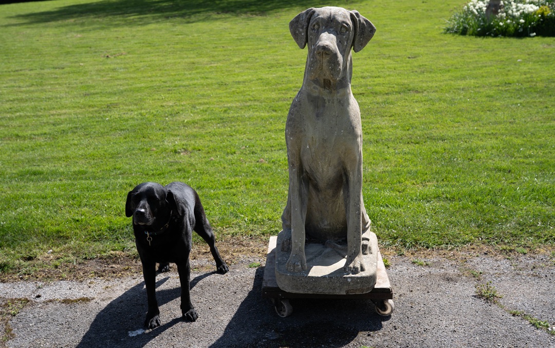 Impressive Cast Stone Garden Great Dane Statue - Image 3